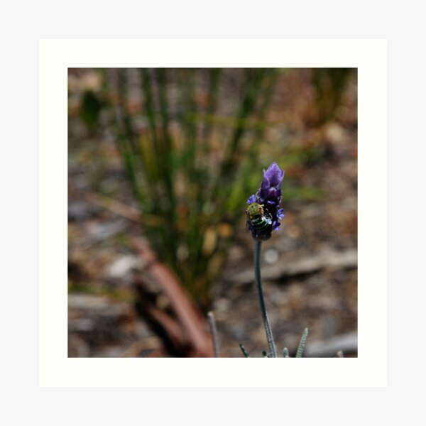 Blue banded bee Art Print
