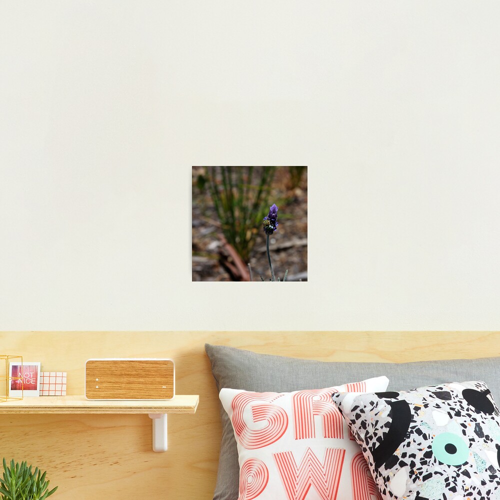 Blue banded bee Photographic Print