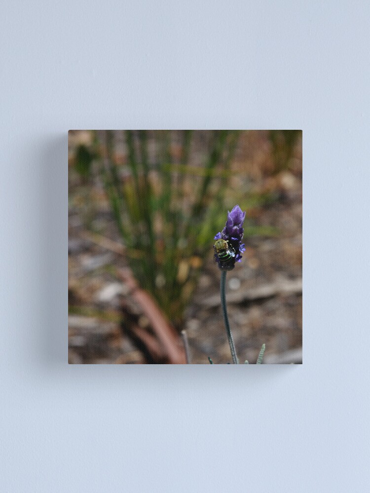 Alternate view of Blue banded bee Canvas Print