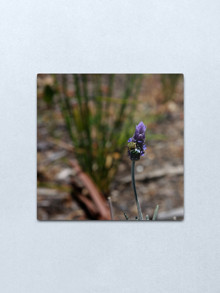 Alternate view of Blue banded bee Metal Print
