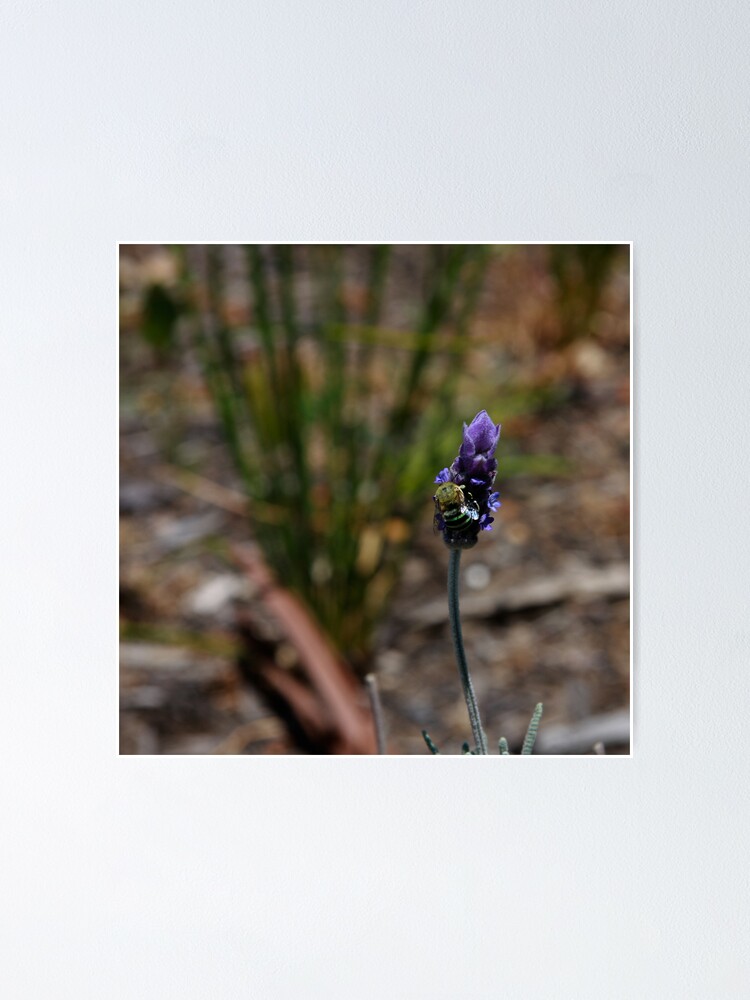 Alternate view of Blue banded bee Poster