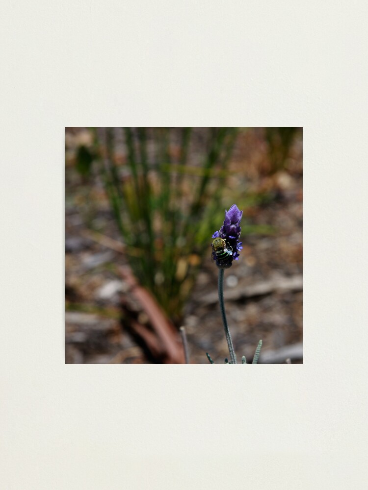 Alternate view of Blue banded bee Photographic Print