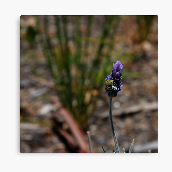Blue banded bee Canvas Print