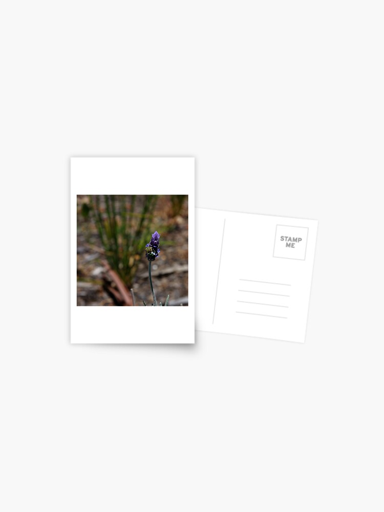 Thumbnail 1 of 2, Postcard, Blue banded bee designed and sold by mistered.