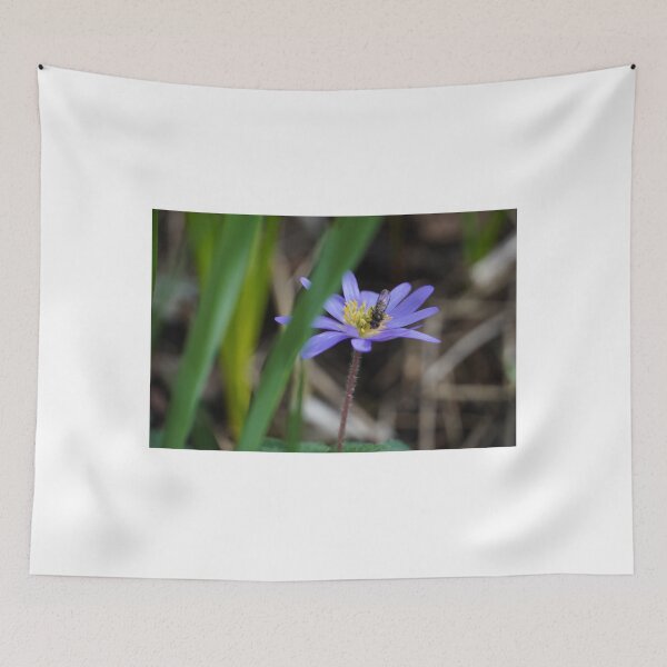 Item preview, Blue anemone with a fly in spring with white background designed and sold by Binas-gallery.