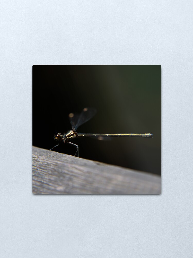 Alternate view of Dragonfly Metal Print
