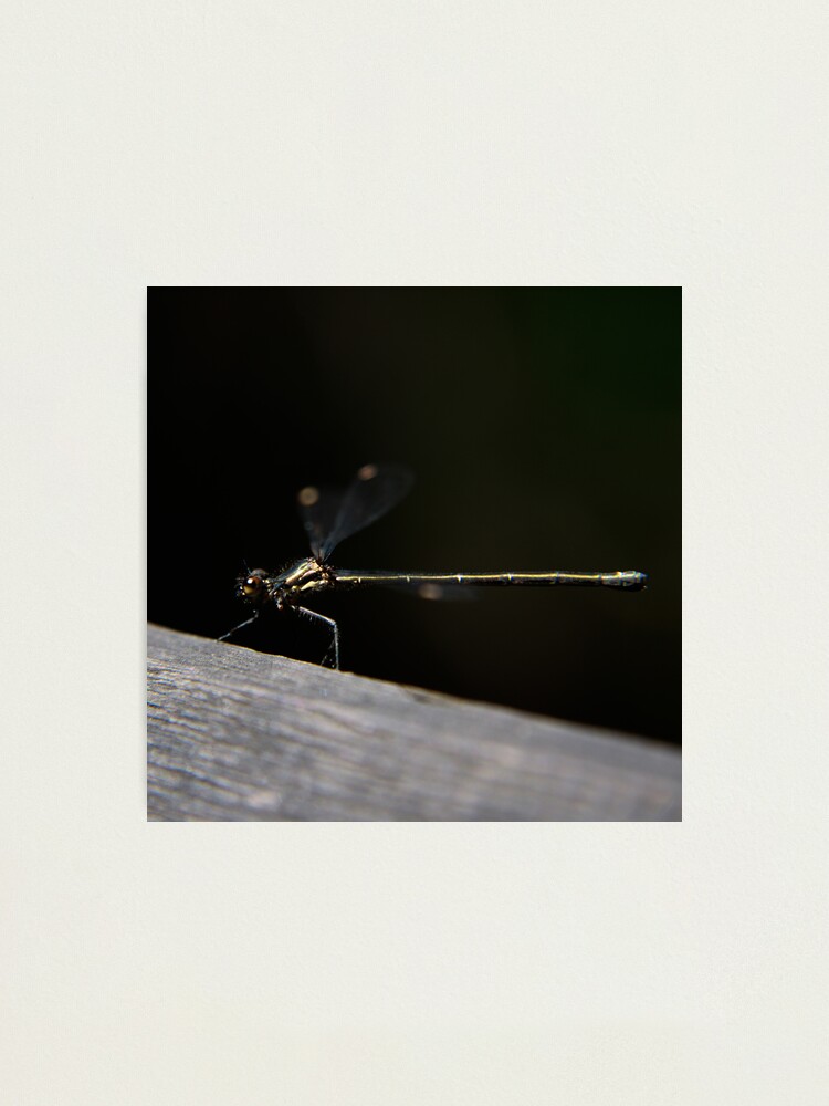 Alternate view of Dragonfly Photographic Print