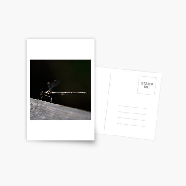 Dragonfly Postcard