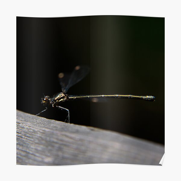 Dragonfly Poster