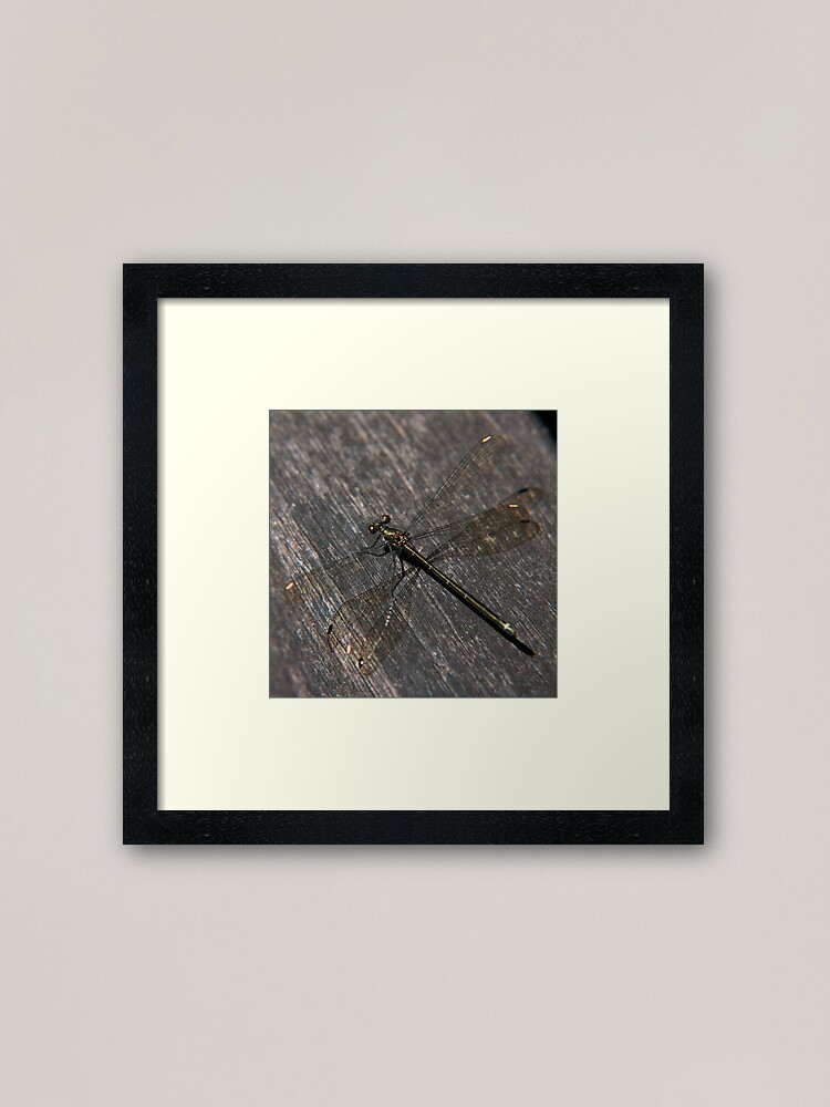 Framed Art Print, Dragonfly designed and sold by Andreas Koepke