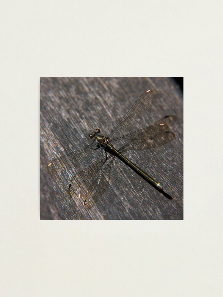 Alternate view of Dragonfly Photographic Print