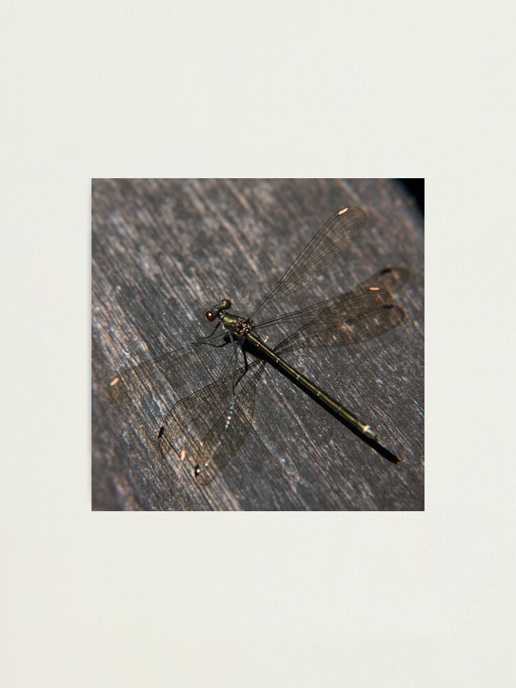 Alternate view of Dragonfly Photographic Print
