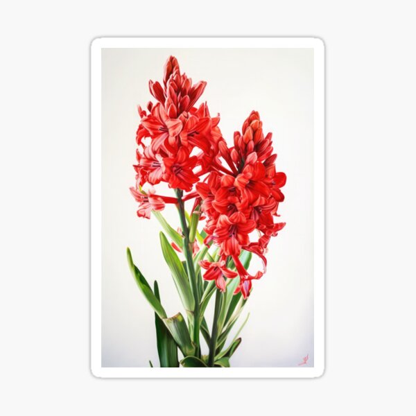 Aperçu de l'œuvre Red Hyacinth  créée et vendue par Vanover Designs.