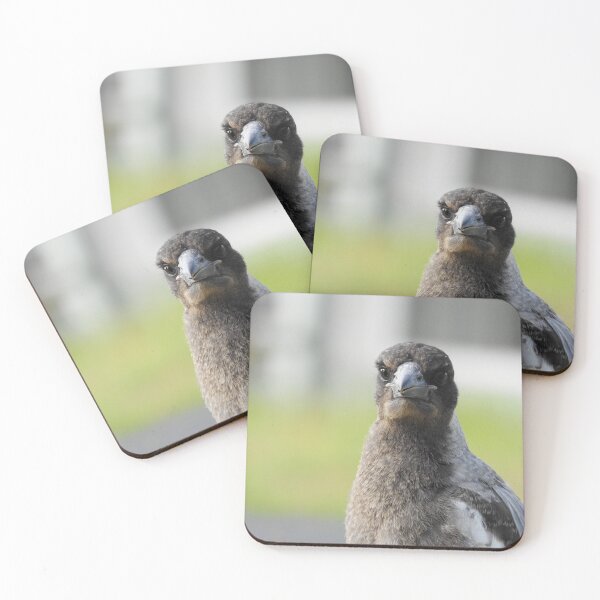 Item preview, Young Australian Magpie designed and sold by cryophytum.