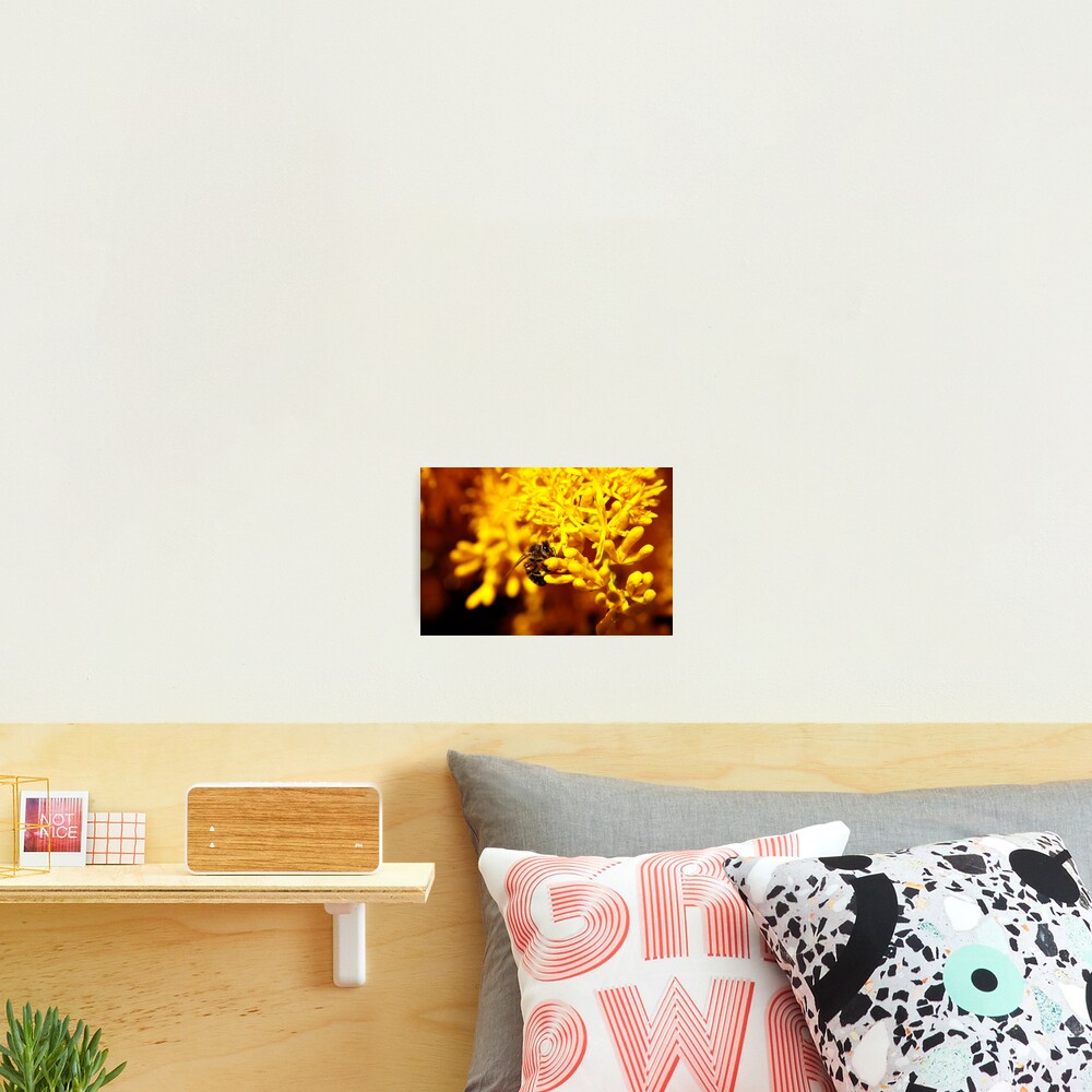 Bee on christmas tree Photographic Print