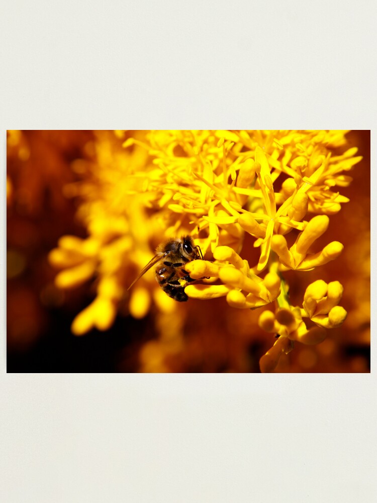 Thumbnail 2 of 3, Photographic Print, Bee on christmas tree designed and sold by Andreas Koepke.