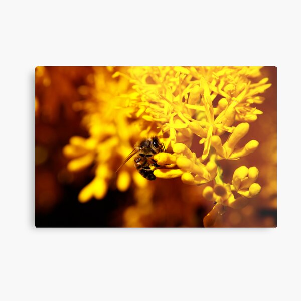 Bee on christmas tree Metal Print