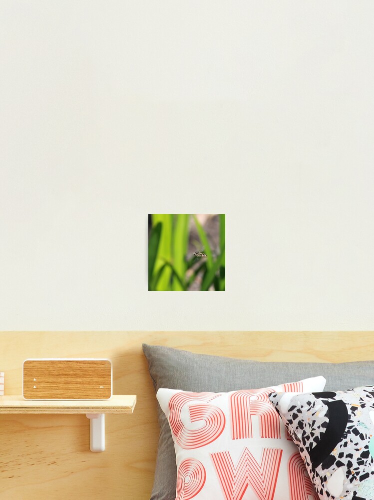 Thumbnail 2 of 3, Photographic Print, Hoverfly in flight designed and sold by mistered.