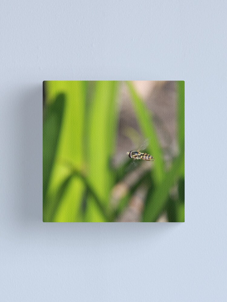 Alternate view of Hoverfly in flight Canvas Print