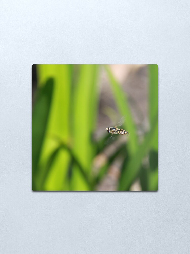 Alternate view of Hoverfly in flight Metal Print