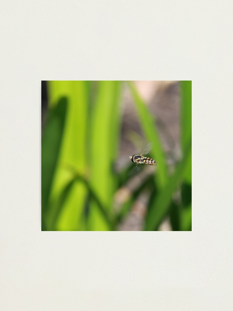 Alternate view of Hoverfly in flight Photographic Print