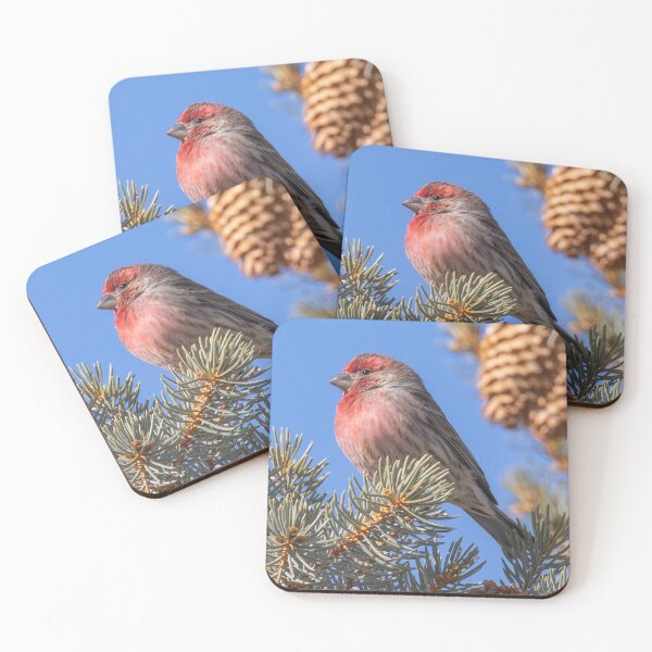 Item preview, A Red-headed Finch On A Spruce Tree Branch designed and sold by FreelanceJim.