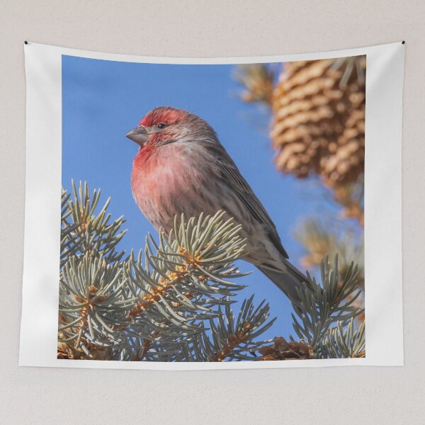 Item preview, A Red-headed Finch On A Spruce Tree Branch designed and sold by FreelanceJim.