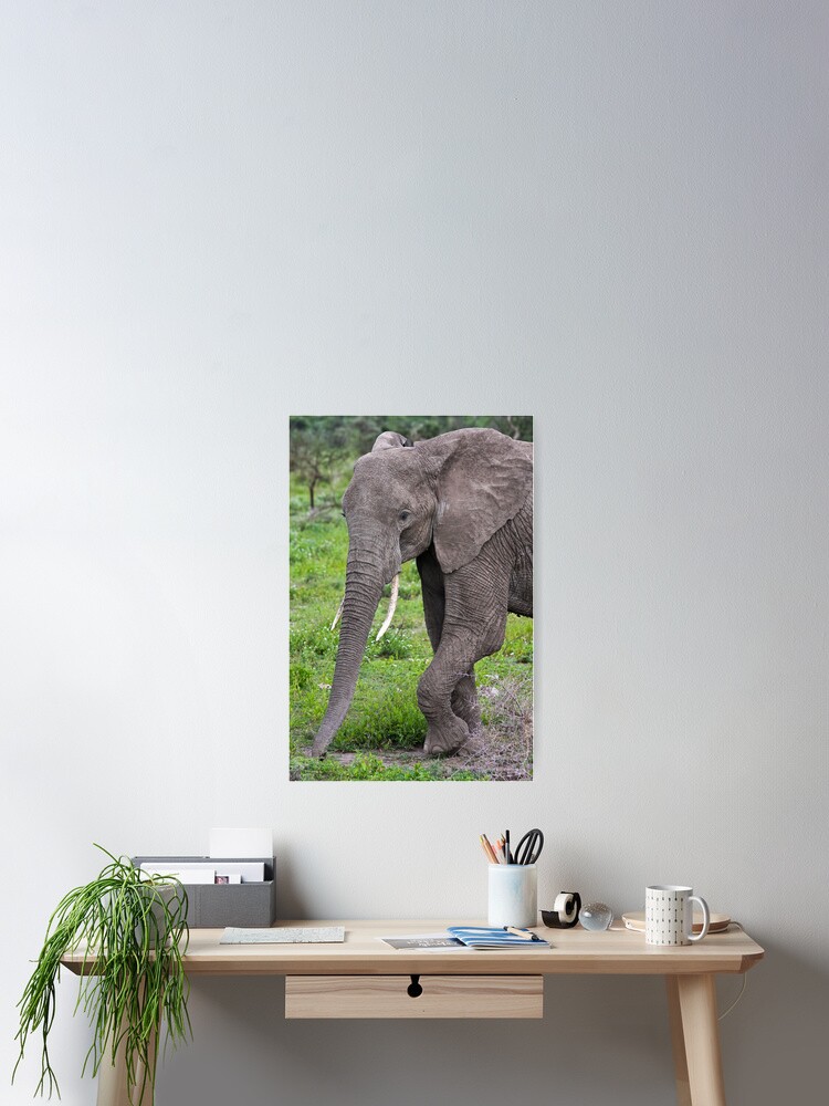 Thumbnail 2 of 3, Poster, Elephant designed and sold by nstanev.