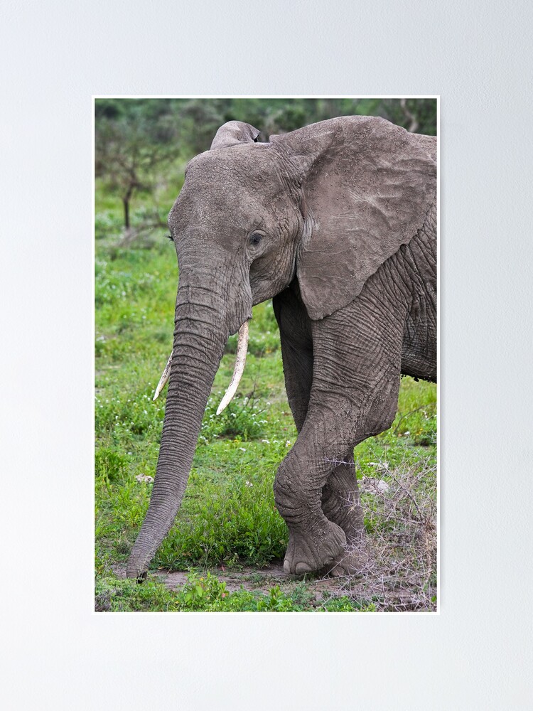 Thumbnail 1 of 3, Poster, Elephant designed and sold by nstanev.