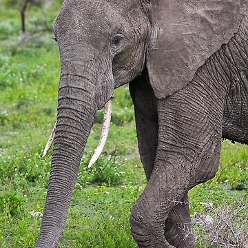 Artwork thumbnail, Elephant by Nickolay Stanev