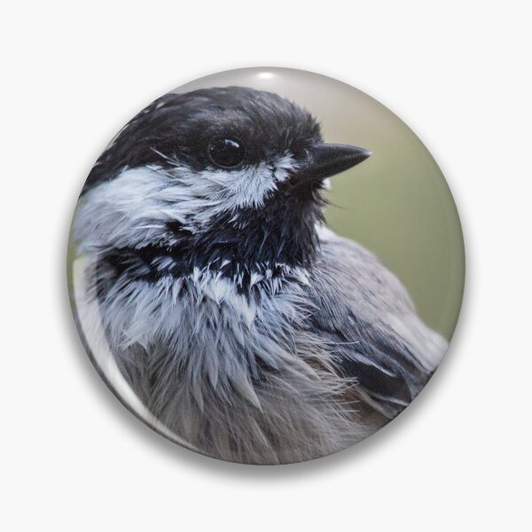 Item preview, Closeup of a Black-Capped Chickadee designed and sold by LevyAmanda.
