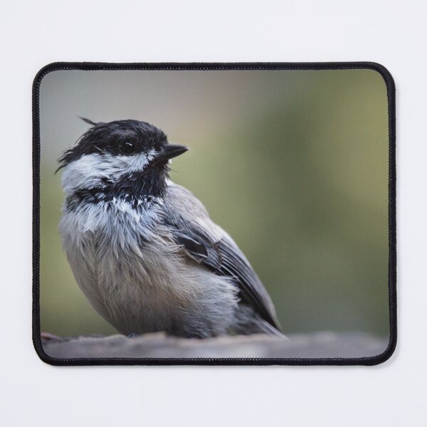 Item preview, Closeup of a Black-Capped Chickadee designed and sold by LevyAmanda.
