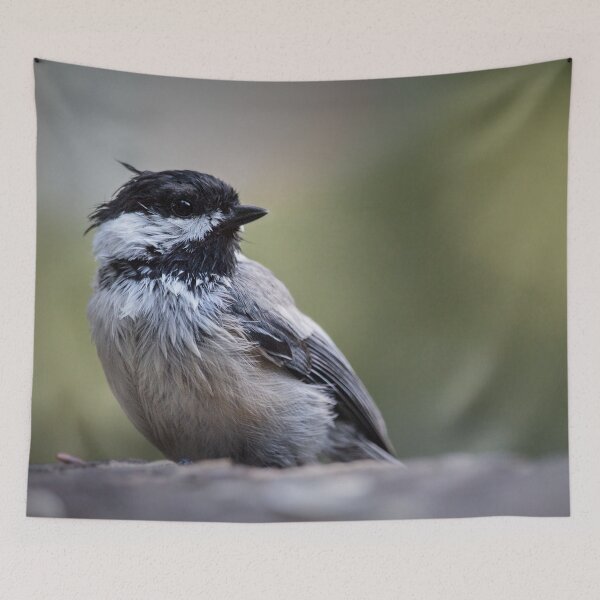Item preview, Closeup of a Black-Capped Chickadee designed and sold by LevyAmanda.