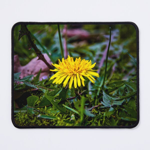 Item preview, The Dandelion - Taraxacum - dandelion designed and sold by Ruhrpottpicture.