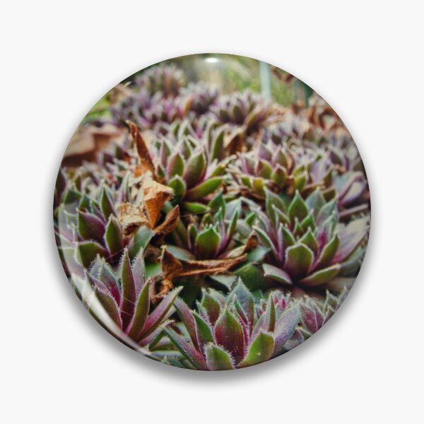 Artikelvorschau, Sukkulenten -- Succulent entworfen und verkauft von Ruhrpottpicture.