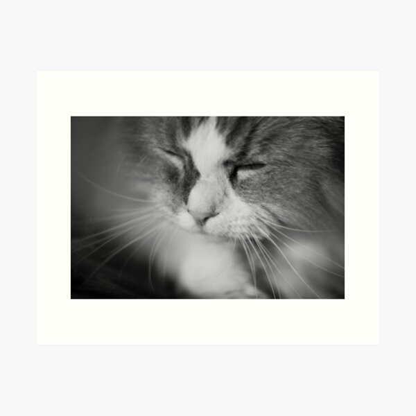 Catnap: Black and White Photo of a Cat Sleeping Art Print