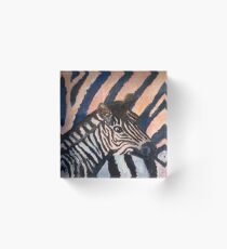 Young Zebra Acrylic Block