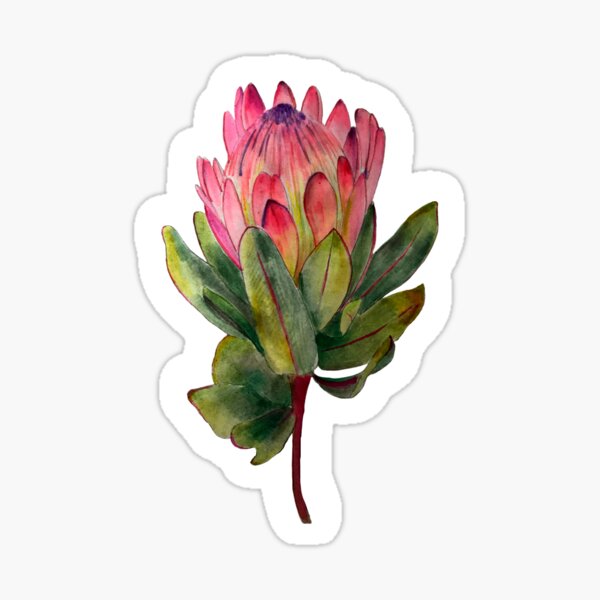  Painted Protea Flower Pattern Sticker  by aka  mubbles 