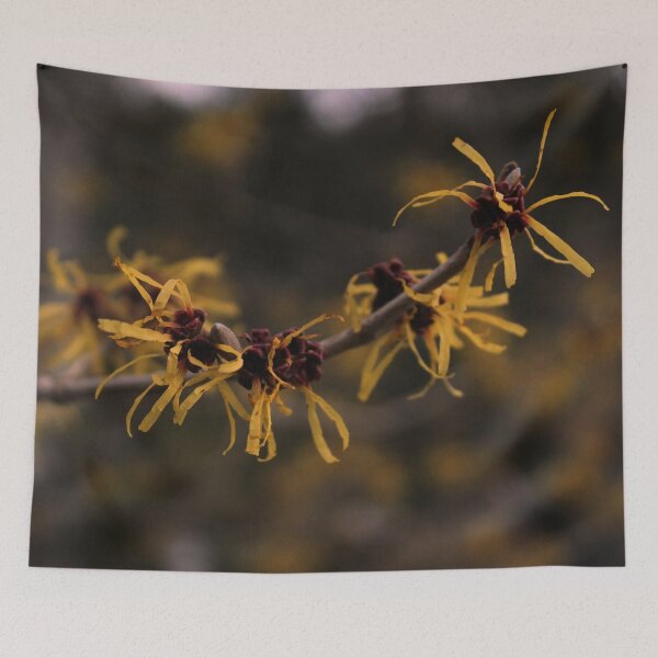 Item preview, american witch hazel at Butchart Gardens designed and sold by Bluebelldances.