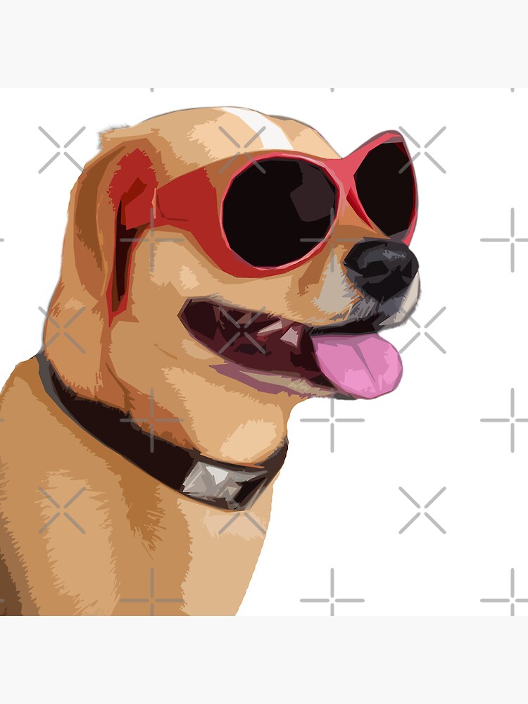 Dog sunglasses hot sale petsmart