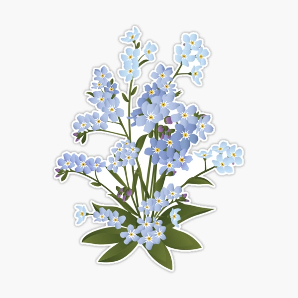 Myosotis Sylvatica (Forget Me Not) Seeds