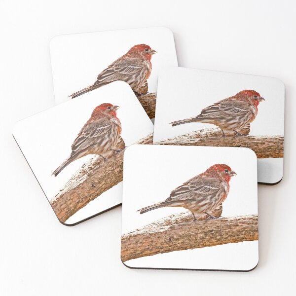 Item preview, House finch on a branch designed and sold by KRFNatureGifts.