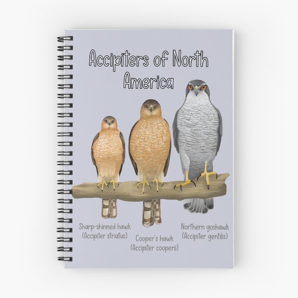 Item preview, Accipiters of North America  designed and sold by Kindahawkward.