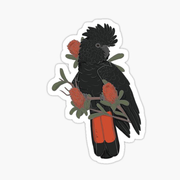 Item preview, Male Red tailed black cockatoo designed and sold by SnowpeaSoph.
