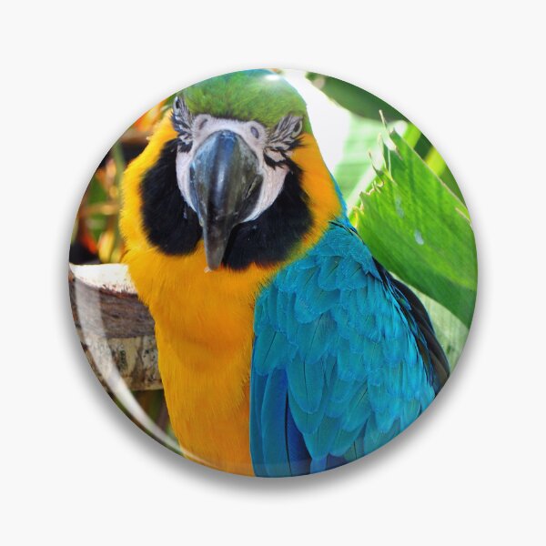 Item preview, Macaw Parrot Yellow And Blue Bird designed and sold by AndyEvansPhotos.