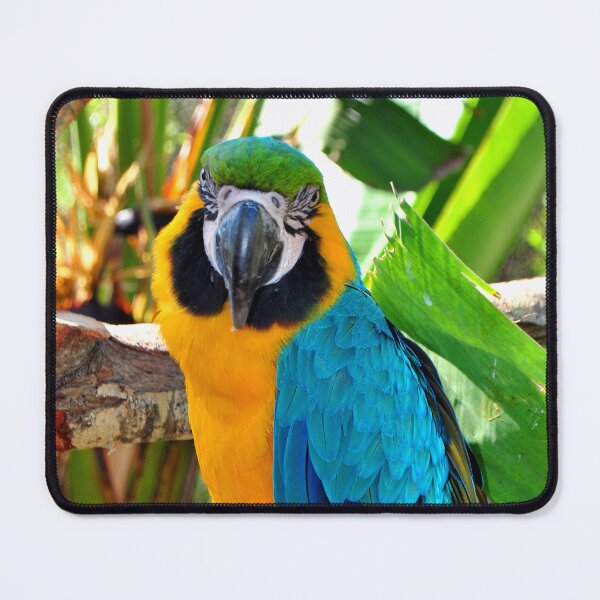 Item preview, Macaw Parrot Yellow And Blue Bird designed and sold by AndyEvansPhotos.