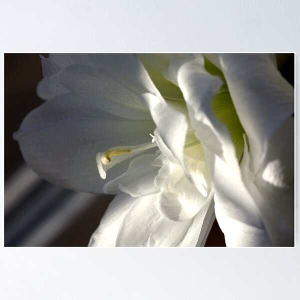 Item preview, Amaryllis designed and sold by SmoothBreeze7 | Liz Collet Photography.