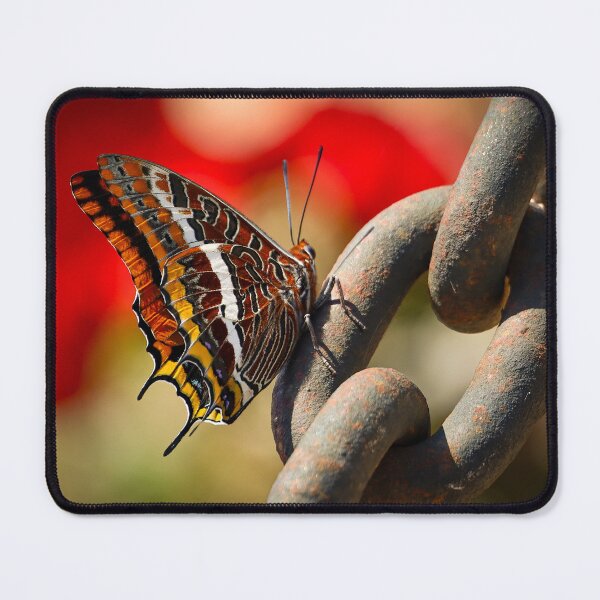 Item preview, Two-Two-tailed pasha on an iron chain designed and sold by Anita van Gendt.