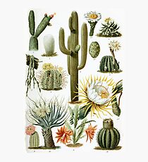 Vintage Cactus Chart Photographic Print