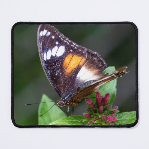 Item preview, Butterfly 6 designed and sold by Jacquiamber.